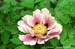 Rockii Peony: LAN TIAN MENG